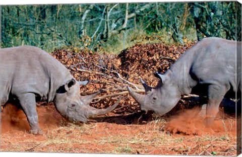 Framed White Rhino, Square Lipped Rhino, Kruger, South Africa Print