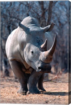 Framed White Square-Lipped Rhino, Namibia Print