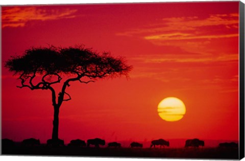 Framed Wildebeest Migration, Masai Mara, Kenya Print