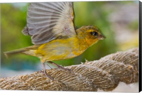 Framed Wild Bird on Fregate Island, Seychelles, Africa Print