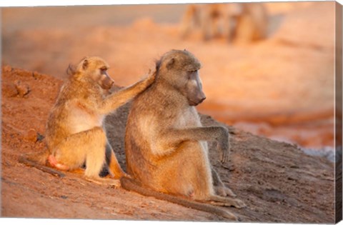 Framed Two grooming baboons, Senyati Safari Camp, Botswana Print