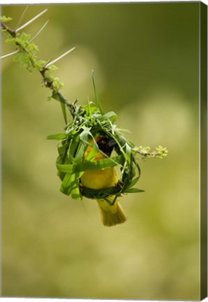 Framed Vitelline Masked Weaver, Samburu NP, Kenya Print