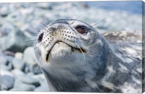 Framed Weddell Seal Resting, Western Antarctic Peninsula, Antarctica Print