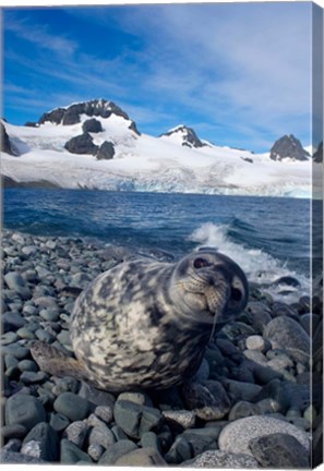 Framed Weddell seal, beach, Western Antarctic Peninsula Print