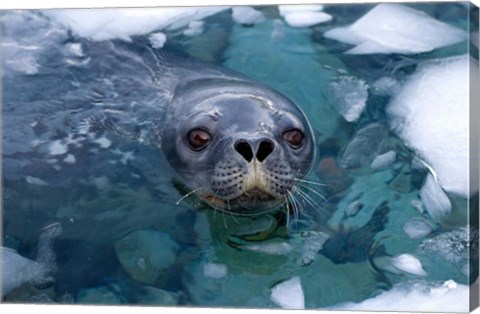 Framed Weddell seal in the water, Western Antarctic Peninsula Print