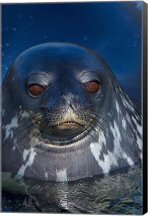 Framed Close up of Weddell seal, Western Antarctic Peninsula Print