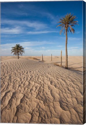 Framed Great Dune and Palm Trees, Tunisia Print