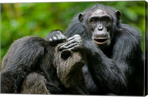 Framed Uganda, Kibale Forest Reserve, Chimpanzee, primate Print