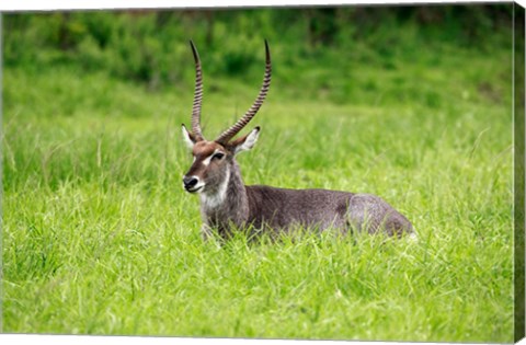 Framed Waterbuck wildlife, Hluhulwe Game Reserve, South Africa Print