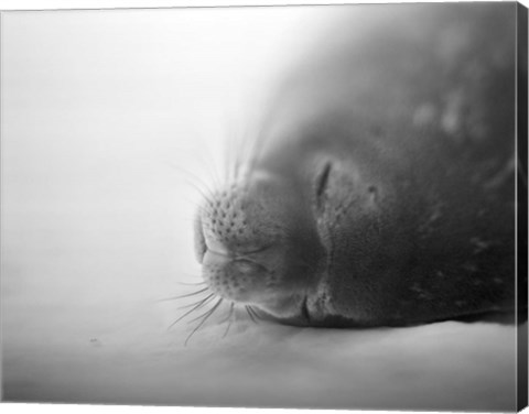 Framed Weddell Seal resting in snow on Deception Island, Antarctica Print
