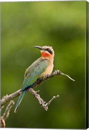 Framed Whitefronted Bee-eater tropical bird, South Africa Print