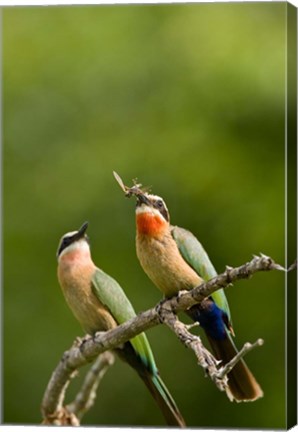 Framed Pair of Whitefronted Bee-eater tropical birds, South Africa Print