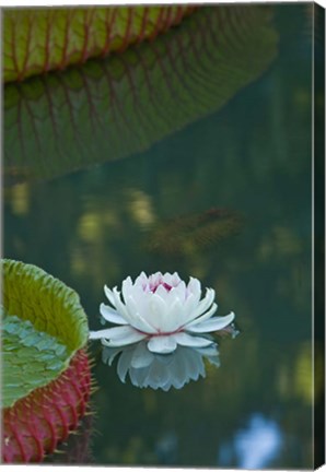 Framed Water lily flowers, Mauritius Print