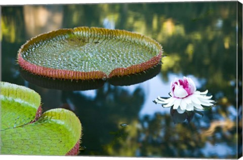 Framed Victoria amazonica water lily flower, Mauritius Print