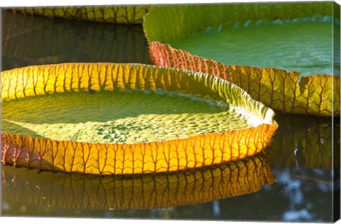 Framed Victoria amazonica water lily leaf, Mauritius Print