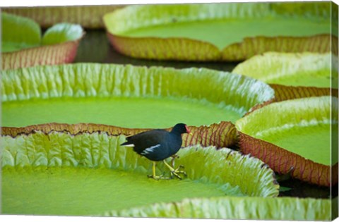 Framed Bird on a water lily leaf, Mauritius Print