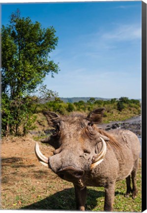 Framed Warthog, Maasai Mara National Reserve, Kenya Print