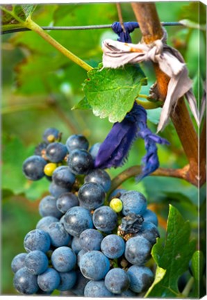 Framed Vineyard operated by Dynasty winery near Jixian, Tianjin province, China Print