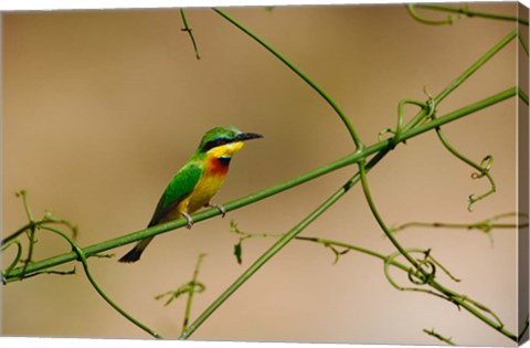Framed Tropical Bird, Little Bee Eater, Masai Mara GR, Kenya Print
