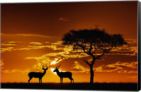 Framed Umbrella Thorn Acacia and Impala, Masai Mara Game Reserve, Kenya Print