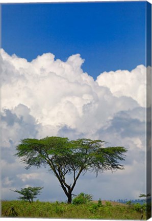 Framed Umbrella Thorn Acacia, Lake Nakuru National Park, Kenya Print