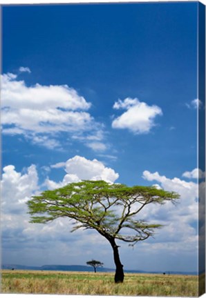 Framed Umbrella Thorn Acacia, Serengeti National Park, Tanzania Print