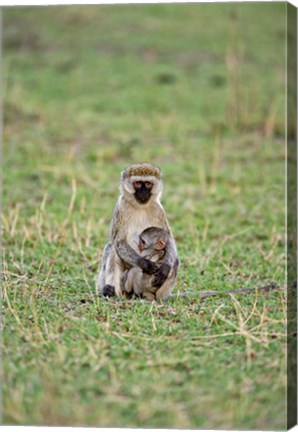 Framed Vervet monkey, Serengeti National Park, Tanzania Print