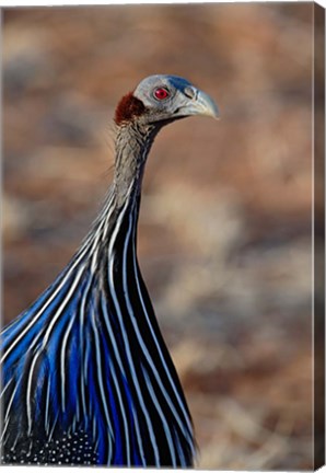 Framed Vulturine Guinea fowl, Samburu Game Reserve, Kenya Print