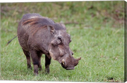 Framed Warthog wildlife, Maasai Mara, Kenya Print