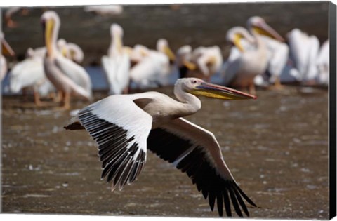 Framed White Pelican birds in flight, Lake Nakuru, Kenya Print