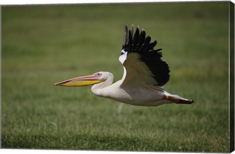 Framed White Pelican bird in flight, Lake Nakuru, Kenya Print