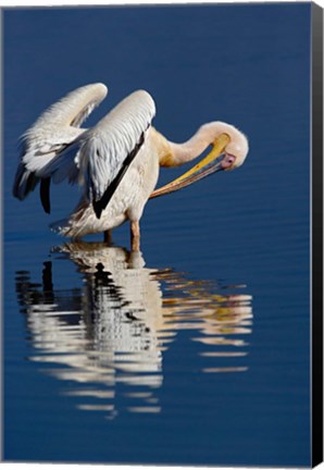 Framed White Pelican bird, Lake Nakuru National Park, Kenya Print