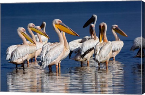 Framed Group of White Pelican birds in the water, Lake Nakuru, Kenya Print