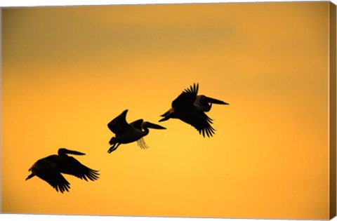 Framed White Pelican birds, Lake Manyara National Park, Tanzania Print