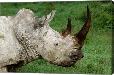 Framed Head of a White Rhinoceros, Lake Nakuru National Park, Kenya Print