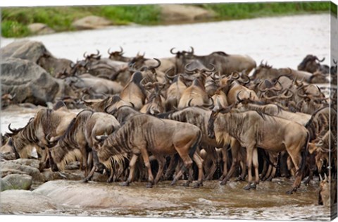 Framed Wildebeest herd wildlife, Serengeti NP, Tanzania Print