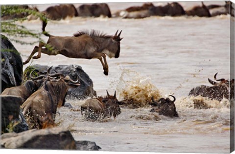Framed Wildebeest jumping into Mara River, Masai Mara Game Reserve, Kenya Print
