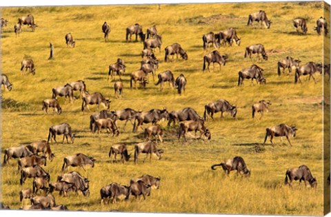 Framed Wildebeest Migration, Masai Mara Game Reserve, Kenya Print