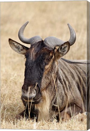 Framed Wildebeest resting, Ngorongoro Crater, Tanzania Print