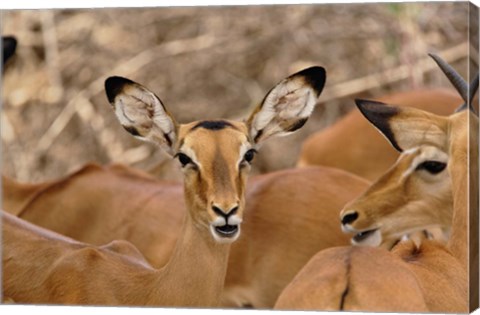 Framed Wildlife, Female Impala, Samburu Game Reserve, Kenya Print