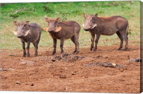Framed Warthog, Aberdare National Park, Kenya Print