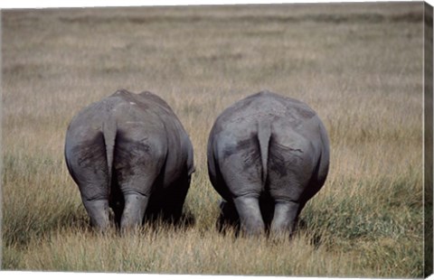 Framed White Rhinos in Lake Nakuru National Park, Kenya Print