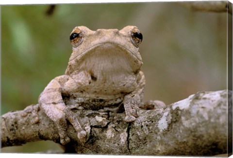 Framed Tree Frog, Phinda Reserve, South Africa Print