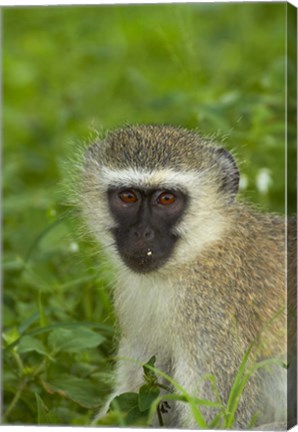 Framed Vervet Monkey, Chlorocebus pygerythrus, Kruger NP, South Africa Print