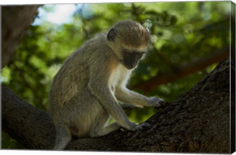 Framed Vervet monkey, Victoria Falls, Zimbabwe, Africa Print