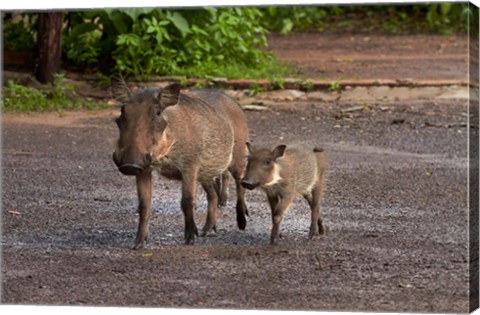 Framed Warthog and babies, Chobe Safari Lodge, Kasane, Botswana, Africa Print