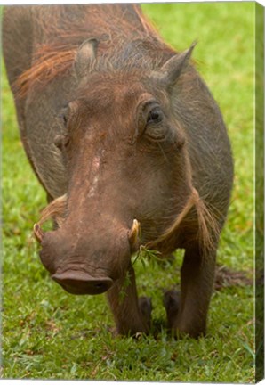 Framed Warthog, Kruger National Park, South Africa Print