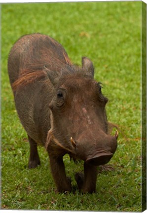 Framed Warthog, Phacochoerus africanus, Kruger NP, South Africa Print