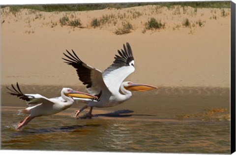 Framed White Pelicans, Sandwich Harbor, Namib-Naukluft, Namibia Print