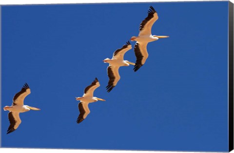 Framed White Pelicans in the sky, Sandwich Harbor, Namibia Print